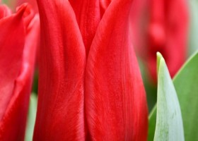 Tulipa Pretty Woman ® (4)